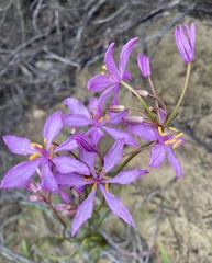 Burchardia rosea