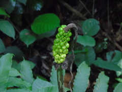 Amorphophallus variabilis