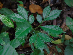 Amorphophallus variabilis