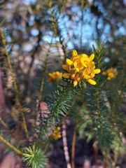 Phyllota grandiflora