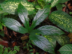 Tacca palmata