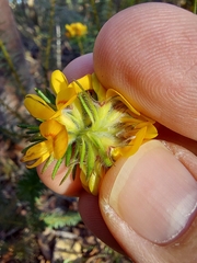 Phyllota grandiflora