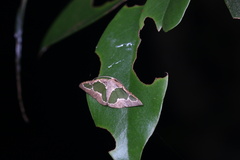 Celenna festivaria
