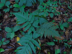 Pleocnemia irregularis