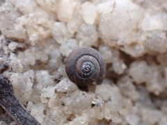 Excellaoma retipora