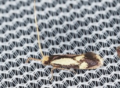 Isocorypha mediostriatella