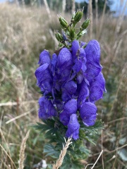 Aconitum variegatum