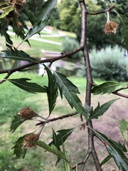 Fagus