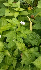 Geranium nepalense
