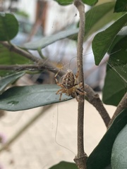 Araneus diadematus