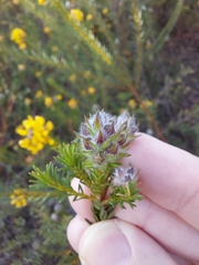 Phyllota grandiflora