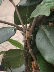 Araneus diadematus