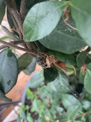 Araneus diadematus