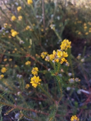 Phyllota grandiflora