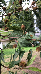 Fagus