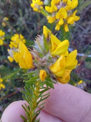 Phyllota grandiflora