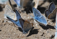 Polyommatus escheri