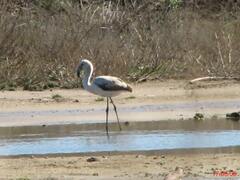Phoenicopterus chilensis