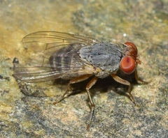 Prosopomyia pallida