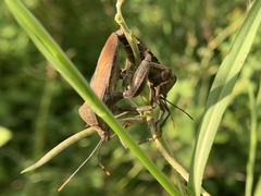 Anoplocnemis phasianus