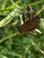 Anoplocnemis phasianus