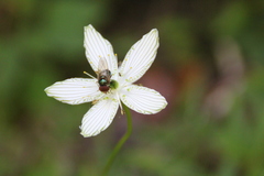 Parnassia grandifolia