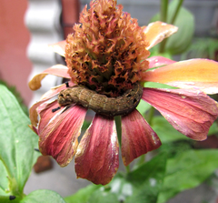 Spodoptera latifascia