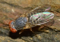 Prosopomyia pallida