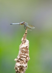 Pachydiplax longipennis