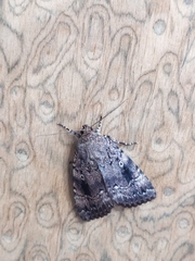 Amphipyra pyramidea