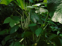 Piper umbellatum