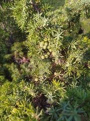 Juniperus deltoides