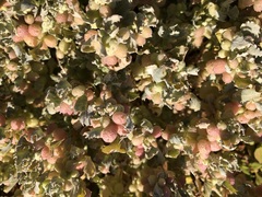 Atriplex holocarpa