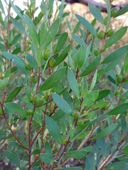 Persoonia lanceolata
