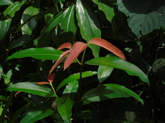 Calophyllum soulattri