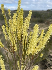 Grevillea didymobotrya