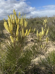 Grevillea didymobotrya