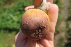 Monilinia fructigena