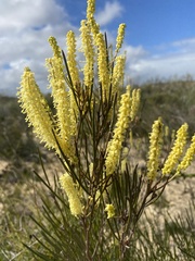 Grevillea didymobotrya