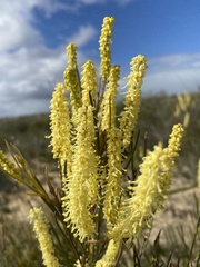 Grevillea didymobotrya