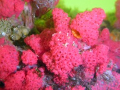 Eudistoma