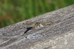 Sympetrum danae