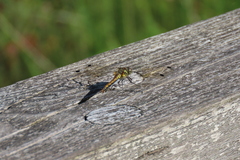 Sympetrum danae
