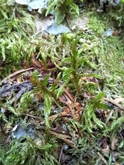 Pleurozium schreberi