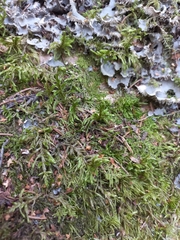 Pleurozium schreberi