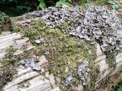 Pleurozium schreberi