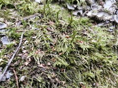 Pleurozium schreberi