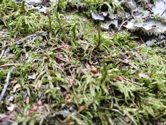 Pleurozium schreberi