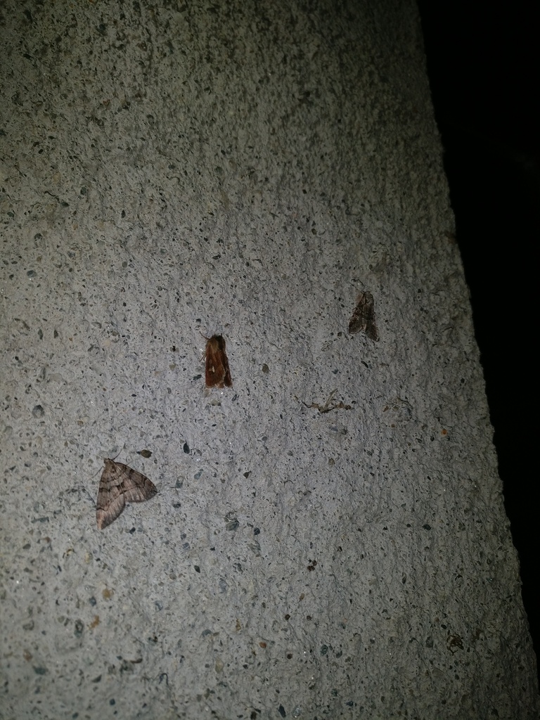 Chestnut-coloured Carpet