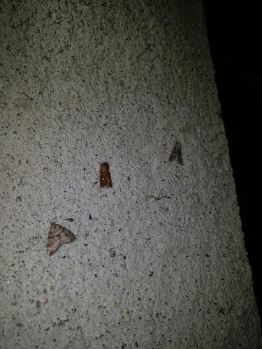 Chestnut-coloured Carpet